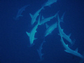   Plenty Hammerheads Jackson Reef Tiran Island Egypt  